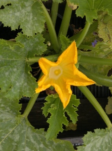 courgette plant in flower